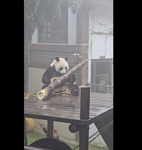 大熊貓吃筍整出了扛炮筒的架勢(shì) 熊貓：我吃得很少一根竹筍就夠了