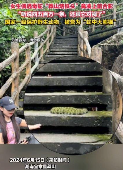女生偶遇毒蛇“莽山烙鐵頭”后竟湊上前合影：聽(tīng)說(shuō)四五百萬(wàn)一條